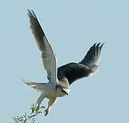 Black-winged Kite