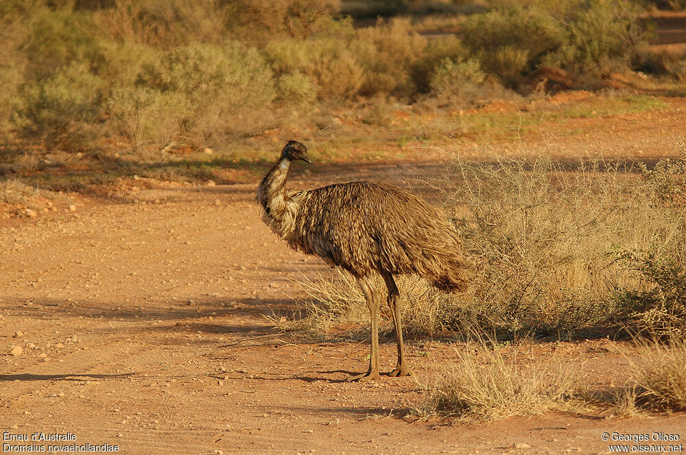 Emu