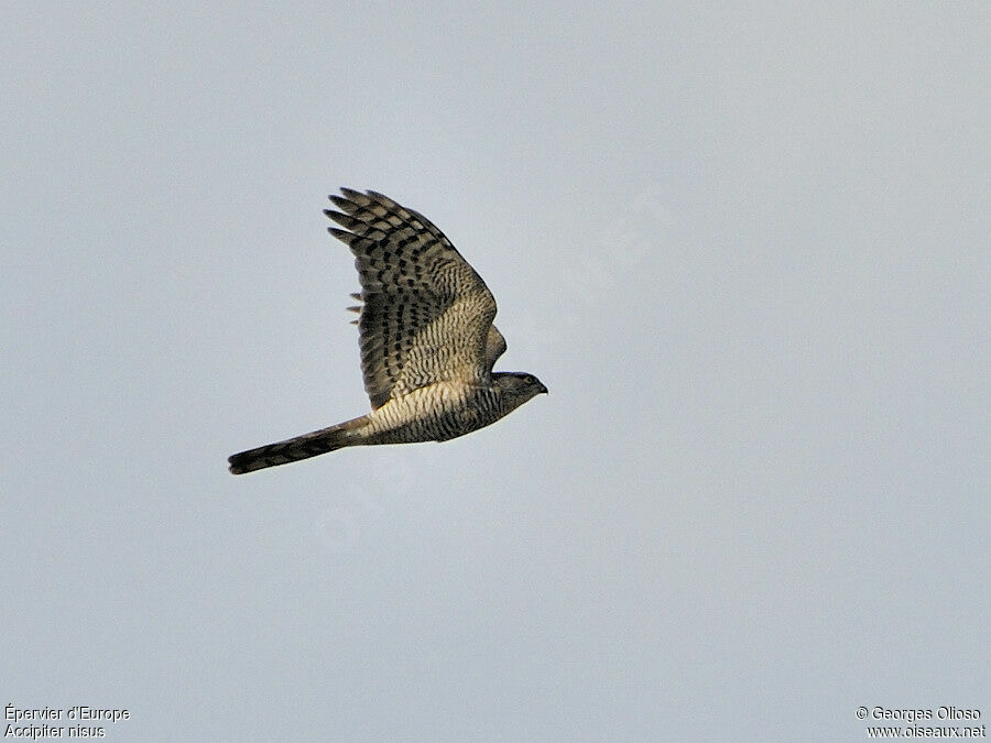 Eurasian Sparrowhawk female