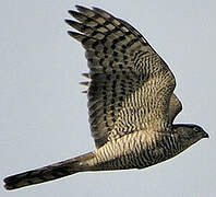 Eurasian Sparrowhawk