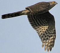 Eurasian Sparrowhawk