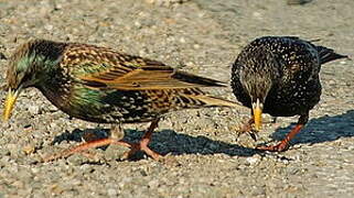 Common Starling