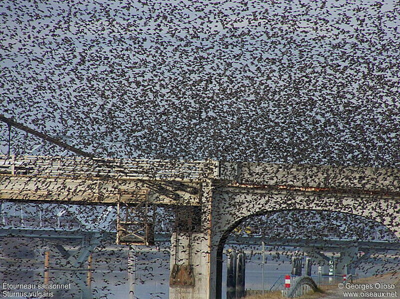 Common Starling