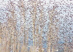 Common Starling