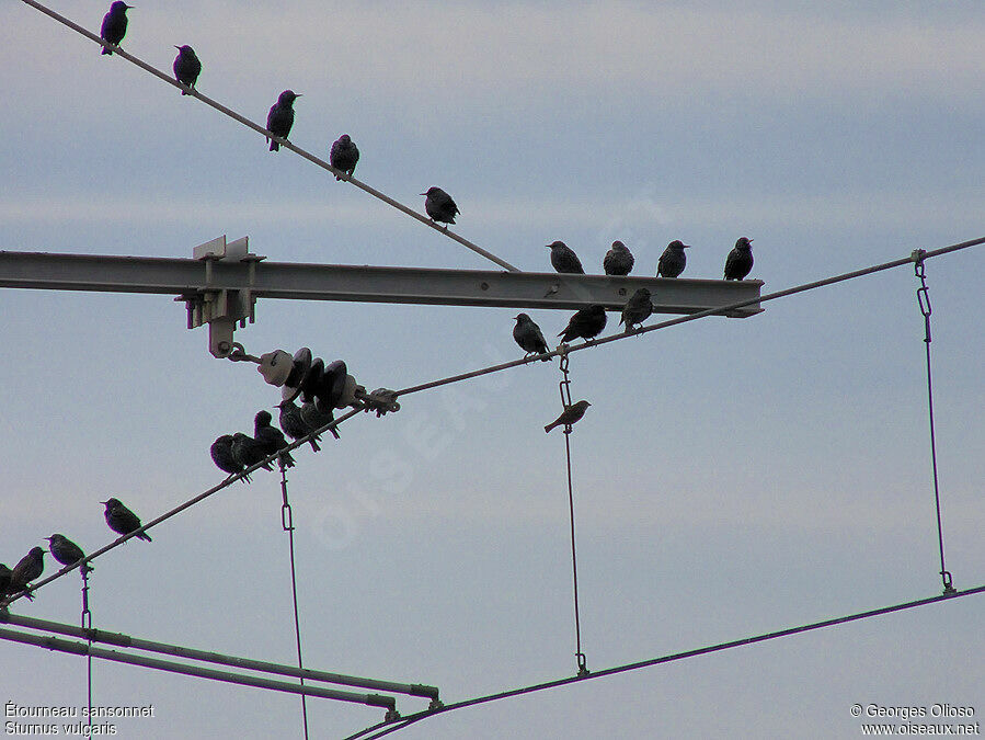 Common Starling