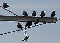 Common Starling