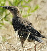 Common Starling