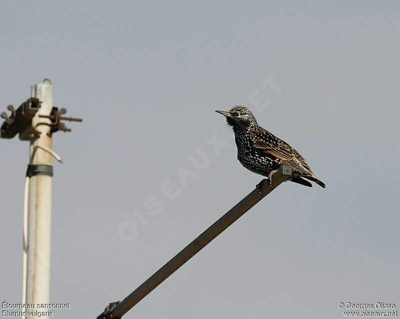 Common Starling male adult post breeding