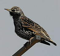 Common Starling