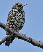 Common Starling