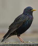 Common Starling