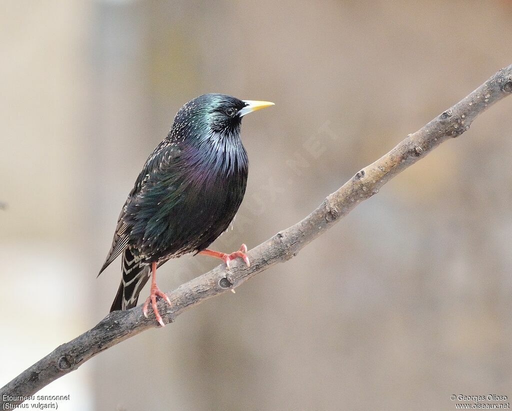 Common Starling