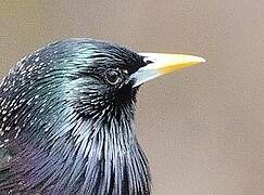 Common Starling