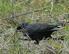 Spotless Starling