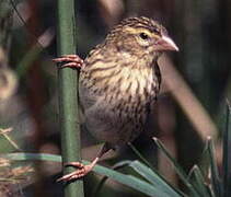 Southern Red Bishop