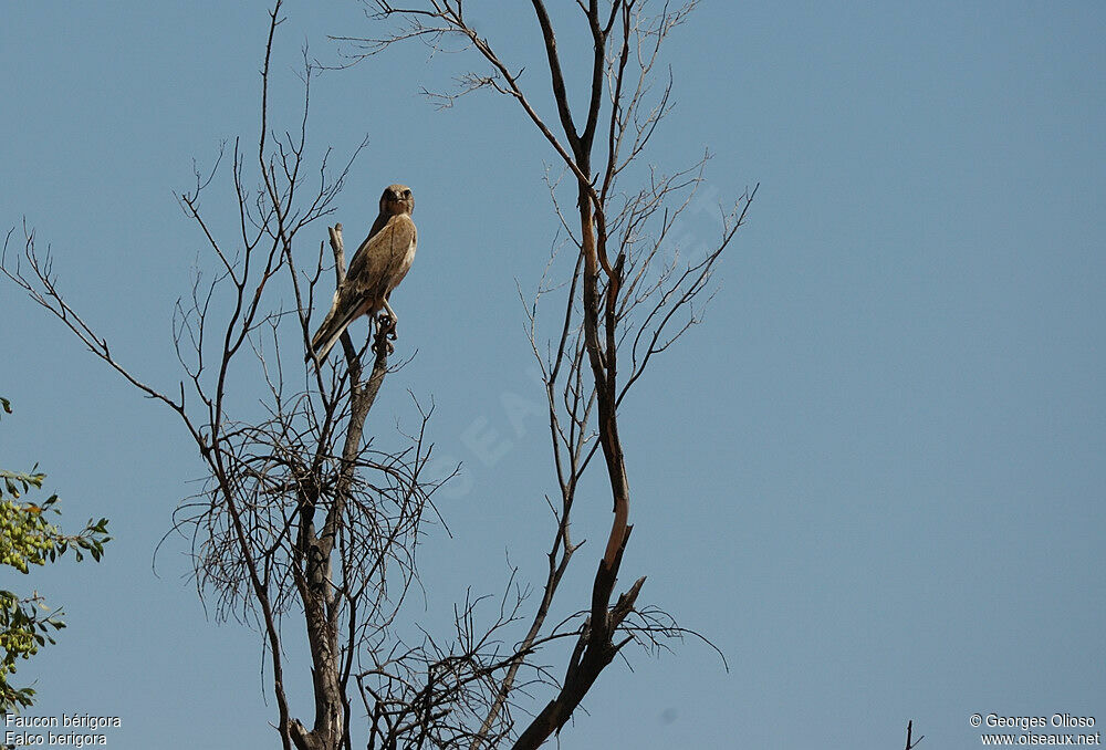 Brown Falcon