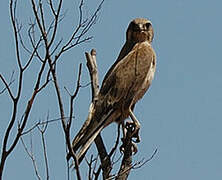 Brown Falcon