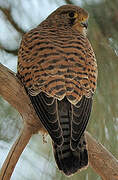 Common Kestrel