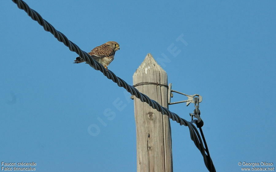 Common Kestrel female