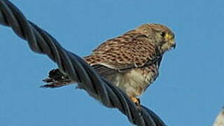 Common Kestrel