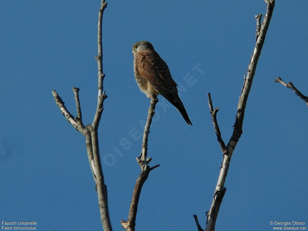 Common Kestrel male immature