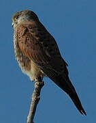 Common Kestrel