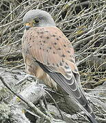 Common Kestrel