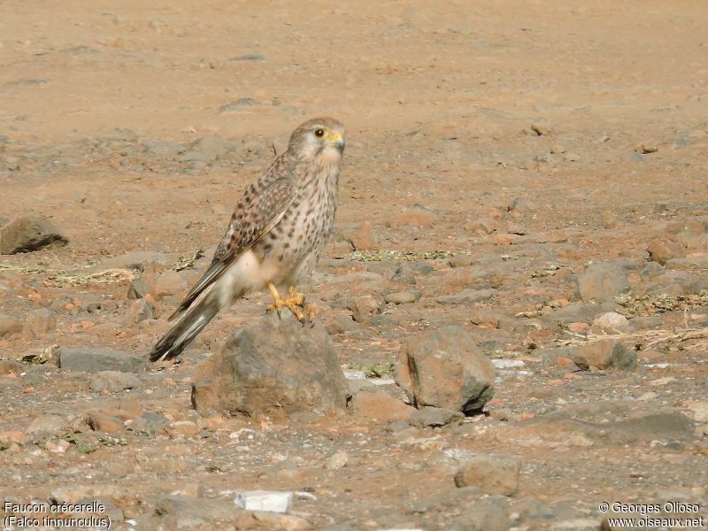 Faucon crécerelle femelle adulte nuptial, identification