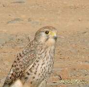 Common Kestrel