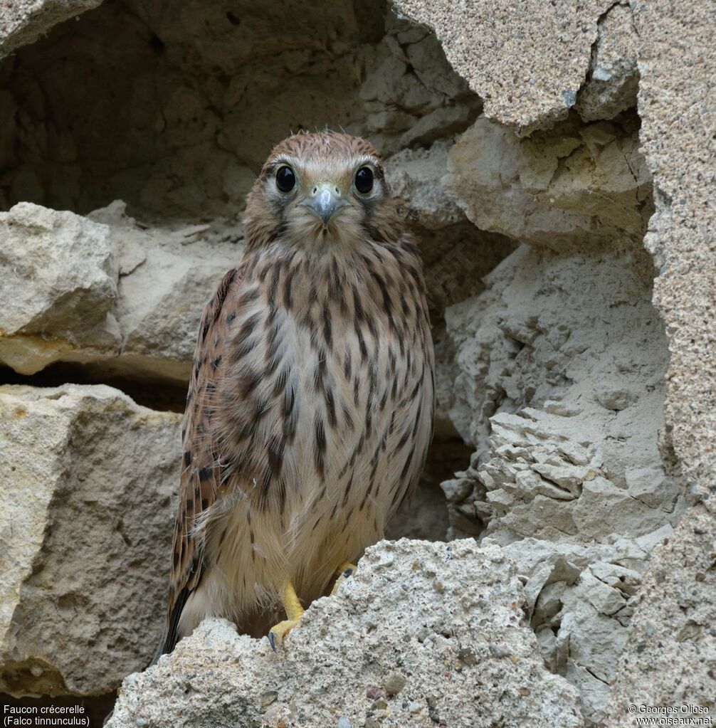 Faucon crécerellejuvénile, identification