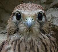 Common Kestrel