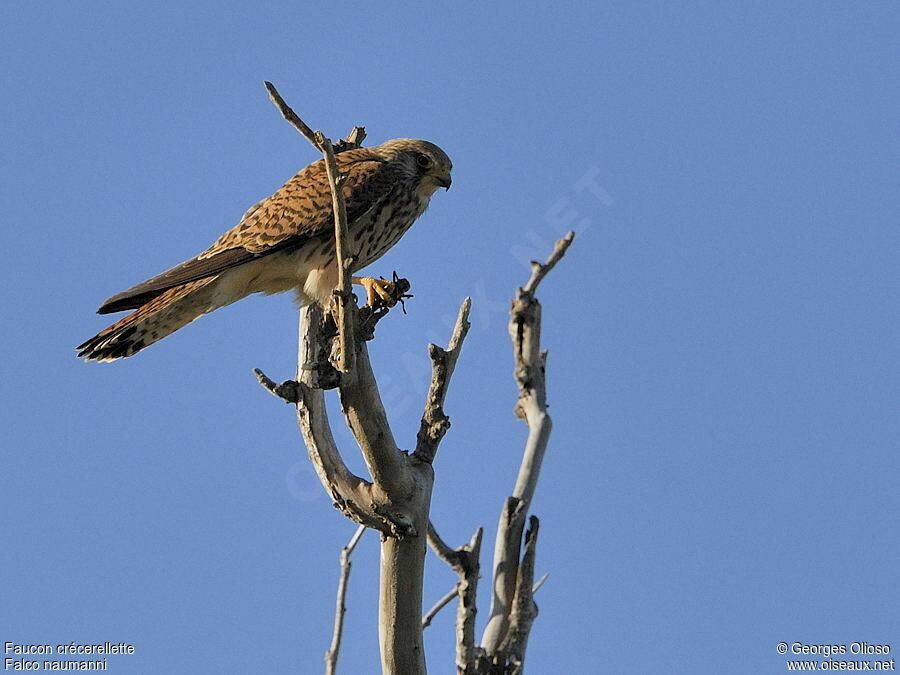 Lesser Kestrel female adult breeding