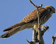 Lesser Kestrel