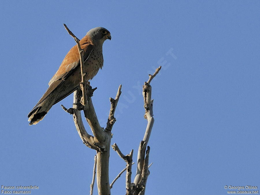 Lesser Kestrel male adult breeding