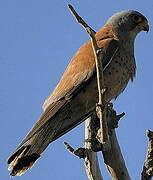 Lesser Kestrel