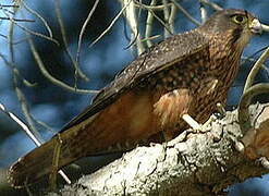 New Zealand Falcon