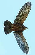 New Zealand Falcon