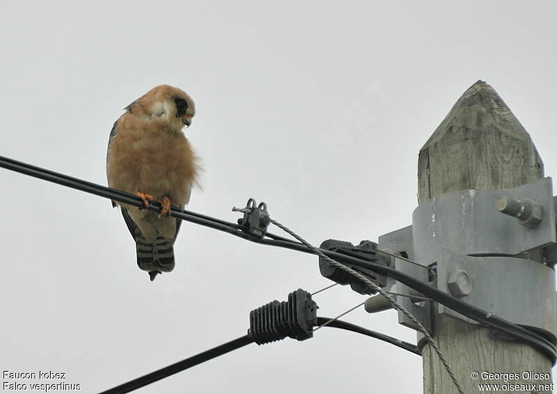 Red-footed Falcon female adult breeding, identification