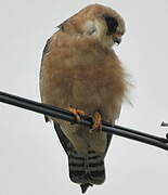 Red-footed Falcon