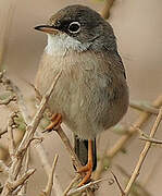 Spectacled Warbler