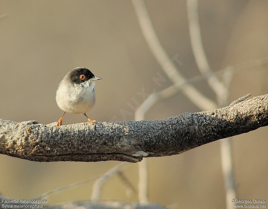 Sardinian Warbler male adult breeding