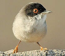 Sardinian Warbler