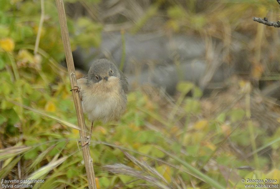 Fauvette passerinette femelle adulte nuptial, identification