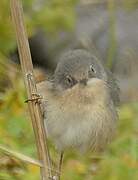 Western Subalpine Warbler