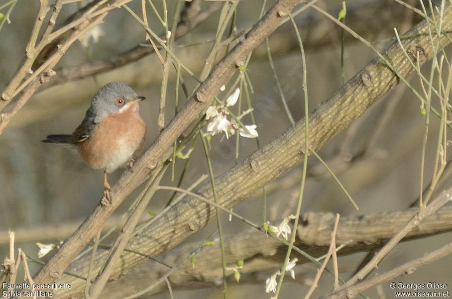 Subalpine Warbler male adult breeding, identification