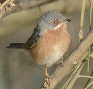 Western Subalpine Warbler