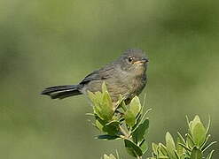 Dartford Warbler