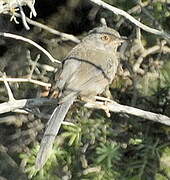 Dartford Warbler