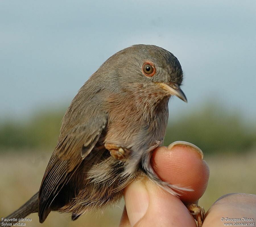 Fauvette pitchou femelle adulte internuptial, identification