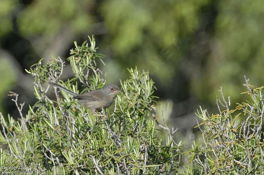 Dartford Warblerjuvenile, identification, Behaviour